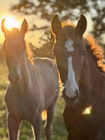 Hengst Franse rijpony PFS Te koop 2025 Koffie vos ,  ROUDOUDOU D'HURL'VENT