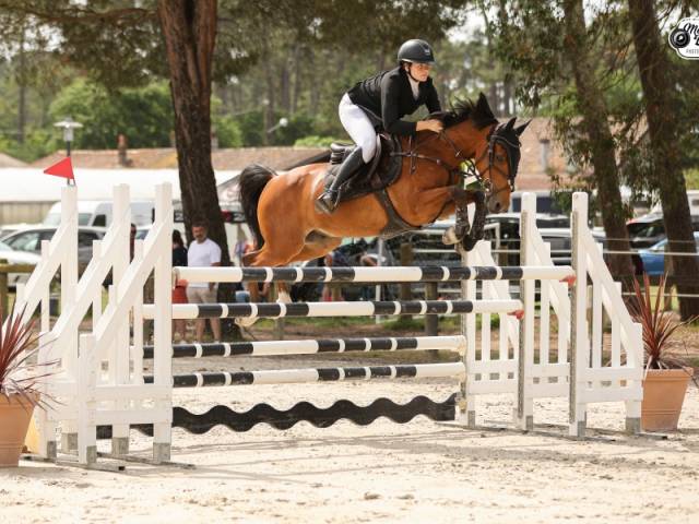 Ruin Franse rijpony PFS Te koop 2015 Donker bruin / bai ,  QUABAR DES MONCEAUX