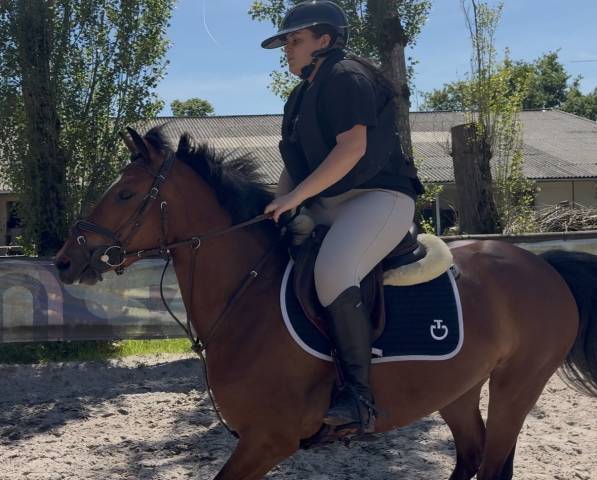 Merrie Franse rijpony PFS Te koop 2022 Donker bruin / bai ,  COCKTAIL DE FOUGNARD