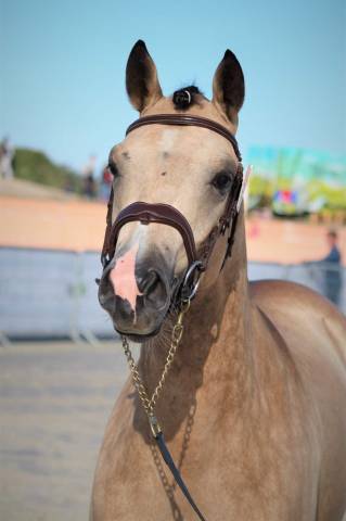 Hengst Franse rijpony PFS Te koop 2020 Isabel
