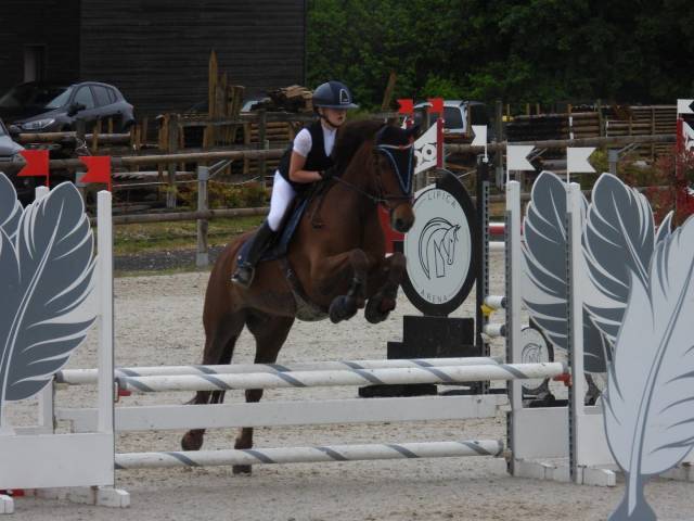 Ruin Welsh Partbred Te koop 2017 Koffie vos