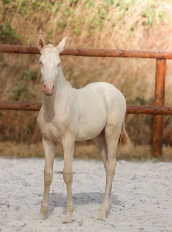 Veulen (ml) Lusitano Te koop 2026 Perlino ,  Rei Du Parc