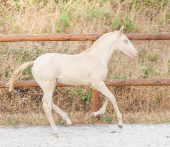 Veulen (ml) Lusitano Te koop 2026 Perlino ,  Rei Du Parc