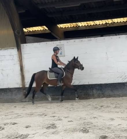 Ruin New Forest Te koop 2023 Donker bruin / bai