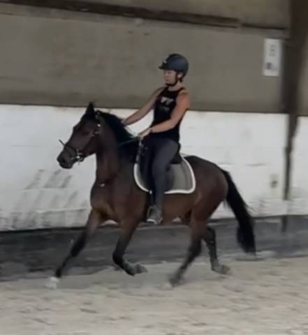 Ruin New Forest Te koop 2023 Donker bruin / bai