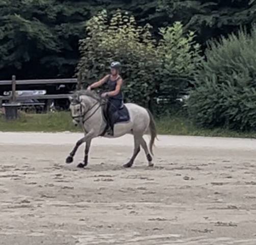 Merrie Ras onbekend Te koop 2022 Schimmel