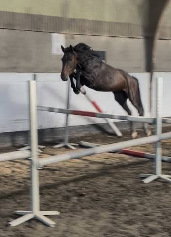 Ruin New Forest Te koop 2023 Donker bruin / bai