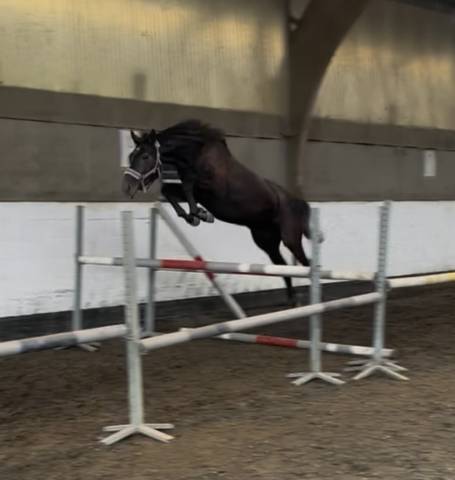 Merrie Ras onbekend Te koop 2023 Schimmel
