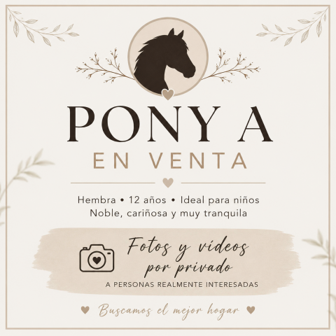 Merrie Andere pony rassen Te koop 2014 Wit