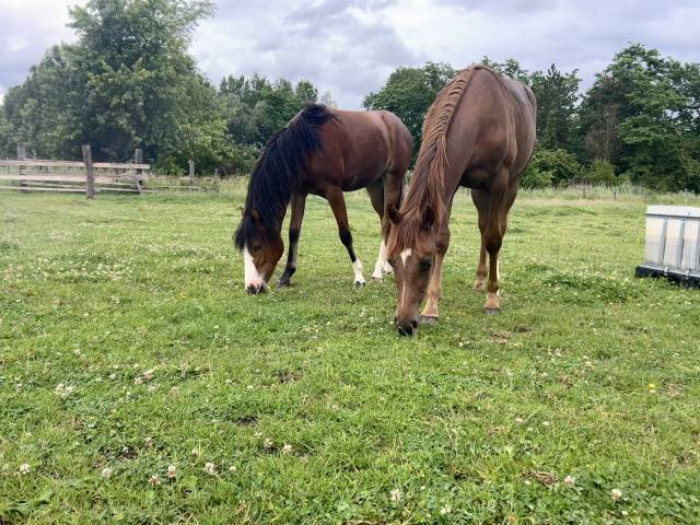 Veulen (vr) Franse rijpony PFS Te koop 2025 Donker bruin / bai