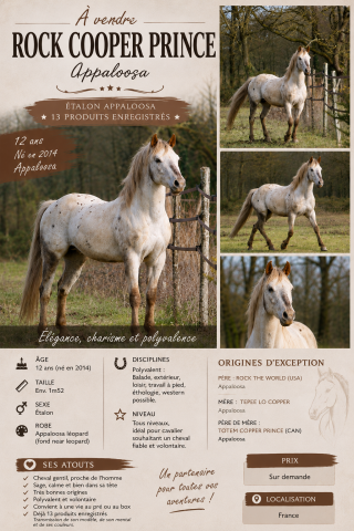 Dekhengst Appaloosa Te koop 2014 Overige kleuren