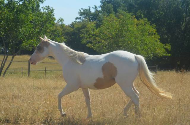Merrie Paint Horse Te koop 2024 Bontzwart ,  MHW Milky Steadysugar