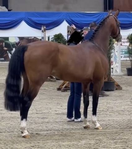 Draagmerrie Franse rijpony PFS Te koop 2023 Donker bruin / bai