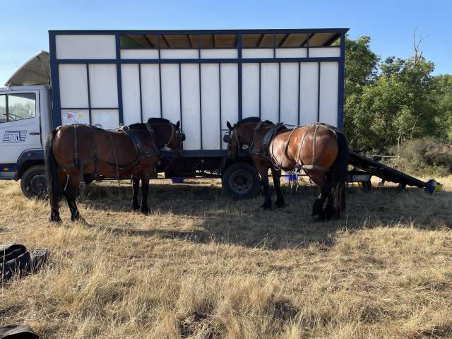 Zware paardenvrachtwagen (groot rijbewijs) Mercedes 1114 1987 Tweedehands