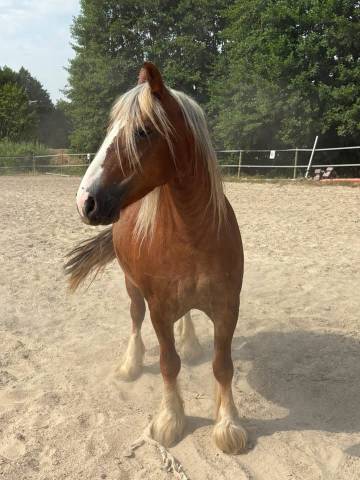 Merrie Andere pony rassen Te koop 2018 Vos
