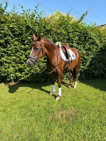 Merrie Welsh Pony (Section D), Welsh Cob  Te koop 2018 Koffie vos