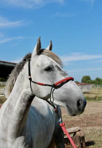 Ruin New Forest Te koop 2020 Schimmel ,  SNOOPY DES ETISSES