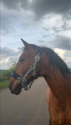 Merrie Ras onbekend Te koop 2019 Donker bruin / bai