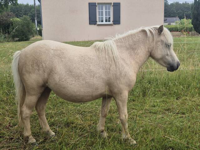 Veulen (vr) Shetland Te koop 2024 Palomino