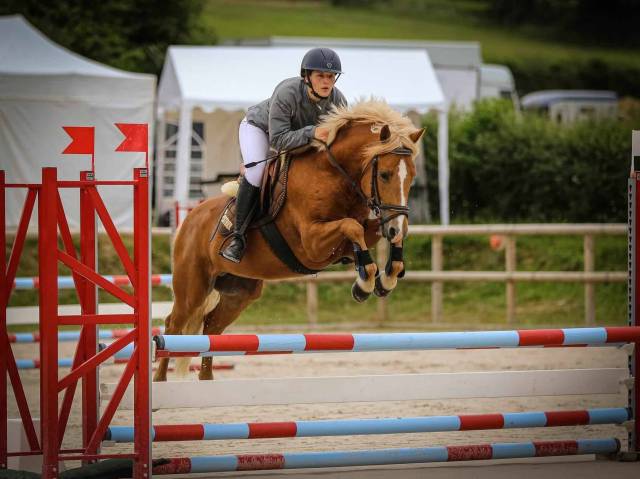 Dekhengst New Forest Te koop 2019 Lichte manen en staart