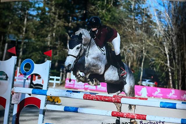Merrie Franse rijpony PFS Te koop 2017 Schimmel
