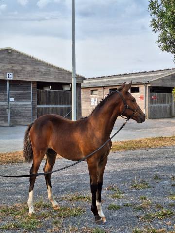 Ruin Franse rijpony PFS Te koop 2021 Donker bruin / bai