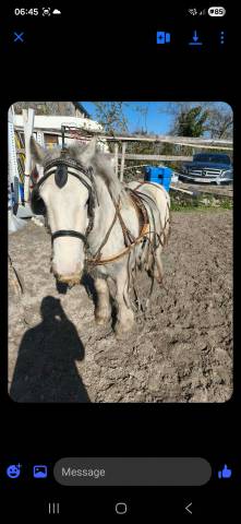 Ruin Tinker Te koop 2020 Schimmel