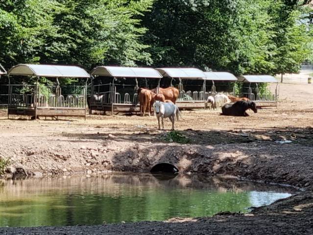 Ruiterclub Koop Vosges