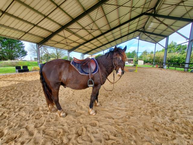 Ruin Welsh Pony (Section D), Welsh Cob  Te koop 2015 Zwart ,  J&eacute;richo de Lachem