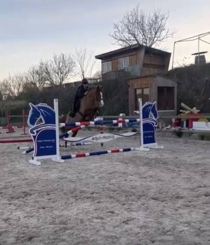 Ruin Bekend ras Te koop 2015 Vos ,  Vinka&rsquo;s boy Verduizant
