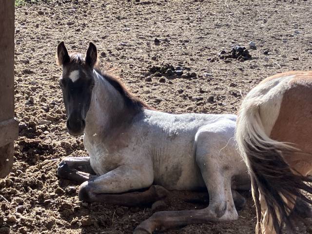 Veulen (ml) Welsh Partbred Te koop 2026 Overige kleuren ,  Hermes de la Meloise