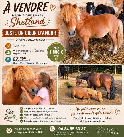 Ruin Shetland Te koop 2019 Vos ,  ASCOT DES FEES ONCP