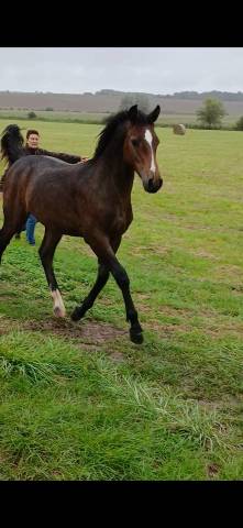 Hengst Franse rijpony PFS Te koop 2025 Bruin / Bai