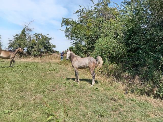 Veulen (vr) Franse rijpony PFS Te koop 2025 Schimmel