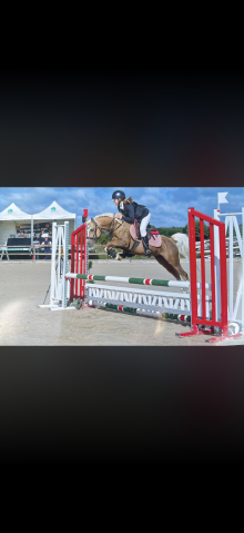 Hengst Welsh Partbred Te koop 2021 Palomino