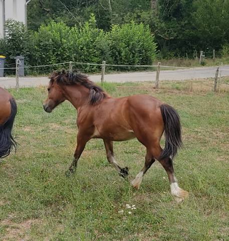 Veulen (ml) Welsh Pony (Section D), Welsh Cob  Te koop 2025 Donker bruin / bai ,  Jon Snow Dragwyddol