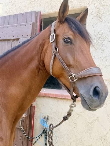 Merrie Anglo-Arabier Te koop 2019 Bruin / Bai