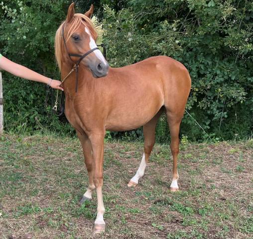 Veulen (vr) Welsh Pony (Section B) Te koop 2025 Vos ,  EYARTH ANOKI