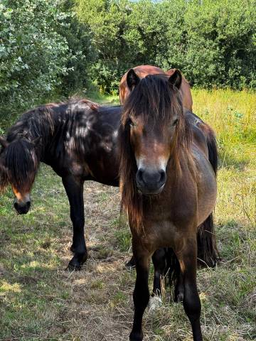 Hengst Dartmoor Te koop 2024 Donker bruin / bai ,  Champagne blues