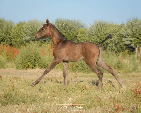 Veulen (vr) Lusitano Te koop 2026 Zwart ,  Onyx des Ocres