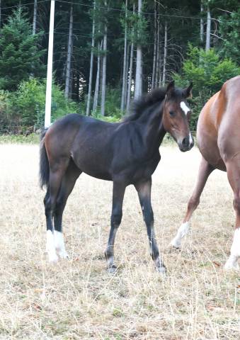 Veulen (vr) Franse rijpony PFS Te koop 2026 Donker bruin / bai ,  Kaiser Storm Alias