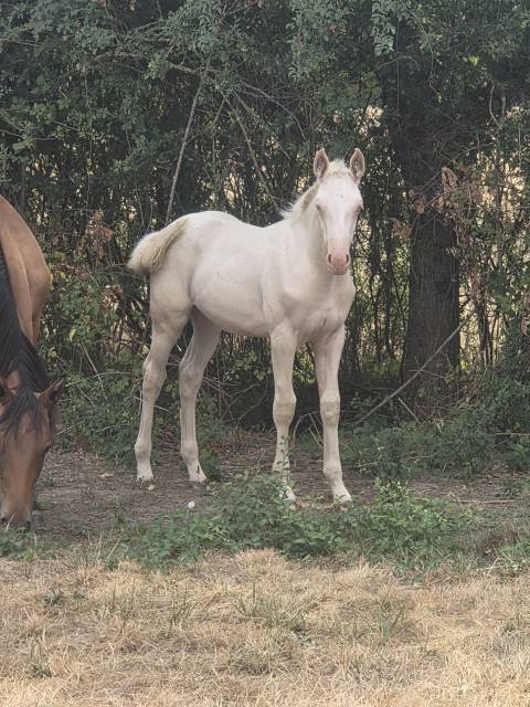 Veulen (vr) Quarter Horse Te koop 2026 Cr&egrave;me ,  Dokky munk award