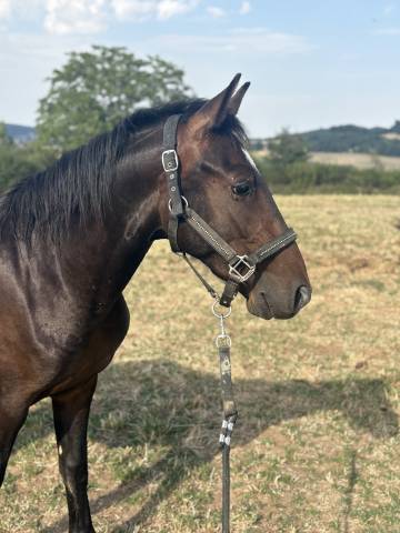 Hengst Franse rijpony PFS Te koop 2024 Bruin / Bai