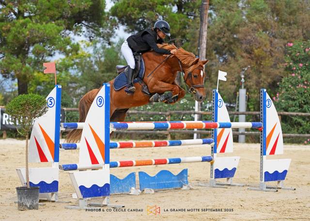 Ruin Engelse rijpony Te koop 2015 Vos