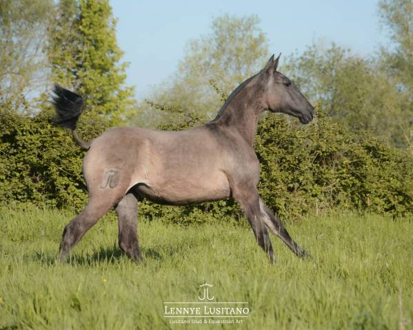 Veulen (vr) Lusitano Te koop 2025 Muisgrijs ,  Onyx des Ocres