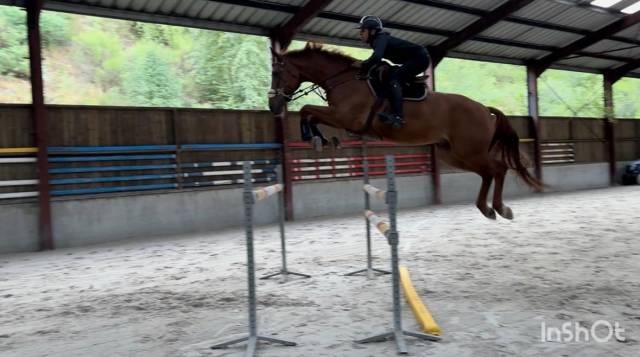 Ruin Belgisch sportpaard Te koop 2019 Vos ,  Joker ask