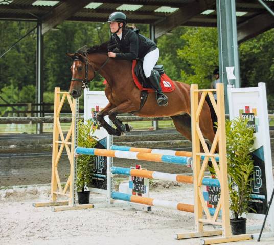 Merrie Franse rijpony PFS Te koop 2021 Donker bruin / bai ,  Syriac