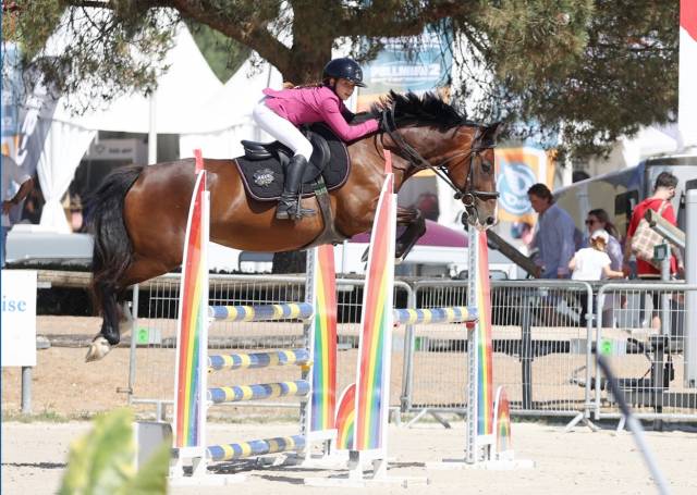 Merrie Welsh Pony (Section D), Welsh Cob  Te leen 2015 Donker bruin / bai