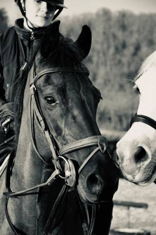Merrie Franse rijpony PFS Te koop 2015 Zwart ,  Nutrix