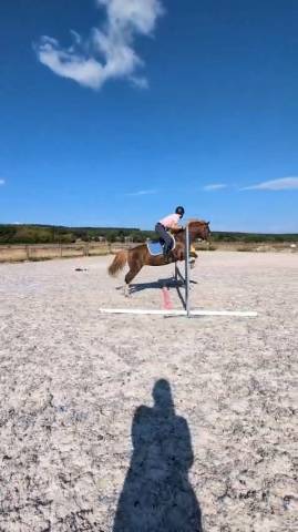Merrie Welsh Partbred Te koop 2023 Vos